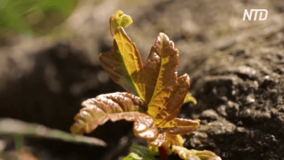 Знаменитое срубленное «Дерево Робин Гуда» дало побеги
