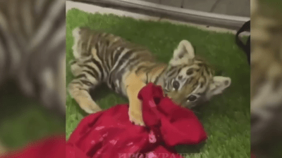 Найденный в Москве тигрёнок в центре реабилитации чувствует себя хорошо