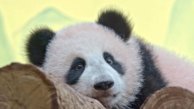 Панда Катюша через год переедет во «взрослый» вольер