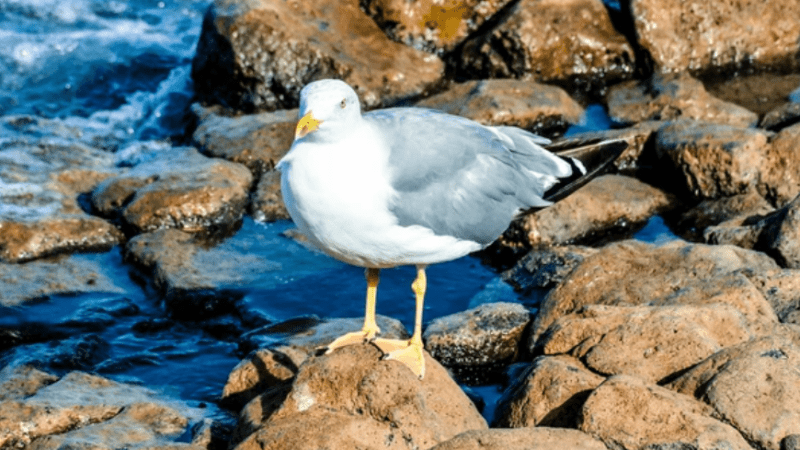 Морская чайка. (shutterstock.com) | Epoch Times Россия