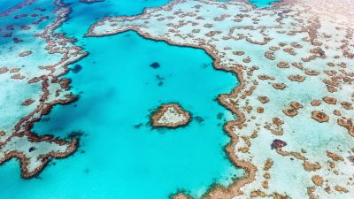 10 лучших мест для дайвинга на Большом Барьерном рифе