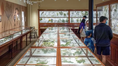 Стеклянные цветы Блашка в Гарварде