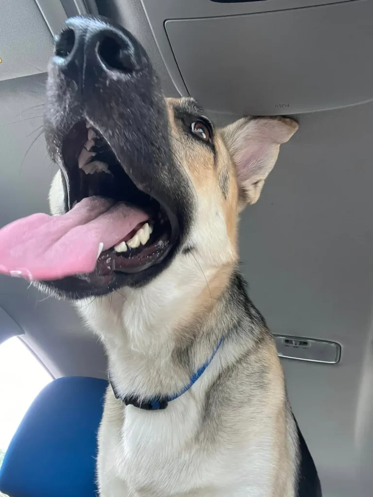 Овчарка, оказавшись в отчаянном положении, сумела привлечь внимание, и была спасена