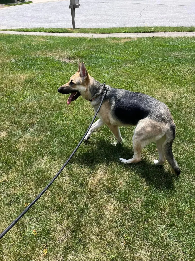 Овчарка, оказавшись в отчаянном положении, сумела привлечь внимание, и была спасена