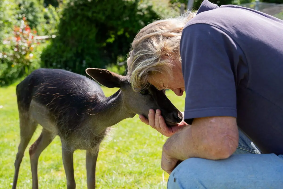 Хоппер говорит, что Милли очень ласковая и приходит, когда её зовут. (SWNS) Оленёнок, которого по ошибке «спасли» через несколько часов после рождения