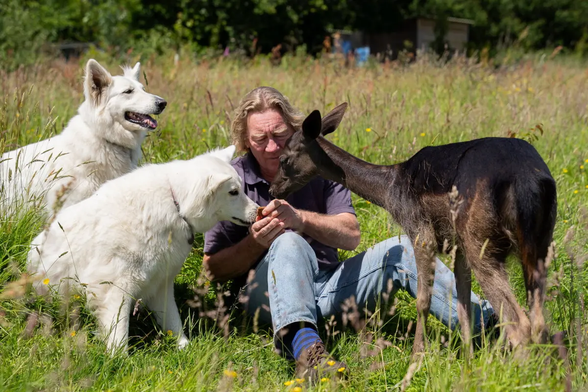 Хоппер, Милли и его немецкие овчарки 17 июня 2024 года. (SWNS) Оленёнок, которого по ошибке «спасли» через несколько часов после рождения