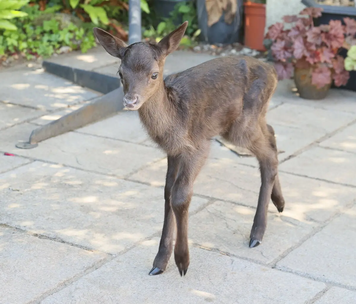 Маленькая олениха Милли. (SWNS) Оленёнок, которого по ошибке «спасли» через несколько часов после рождения