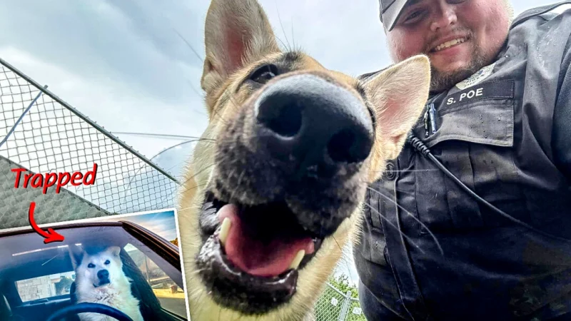 (Illustration by The Epoch Times, Shutterstock, Courtesy of IMPD Northwest District) | Epoch Times Россия