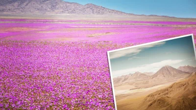 Самая засушливая пустыня в мире каждые 10 лет превращается в цветочное море