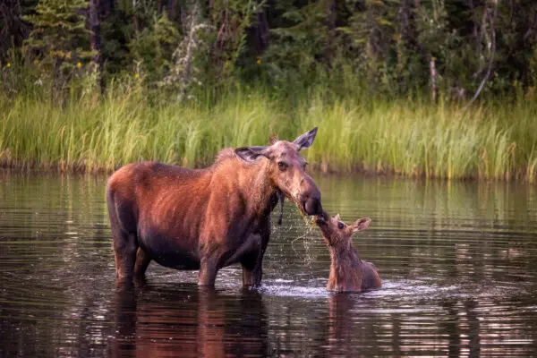 Спасение от изнуряющей летней жары на краю света: Аляска