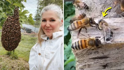 Пчелу, запутавшуюся в паутине, спасли пчёлы из чужого улья