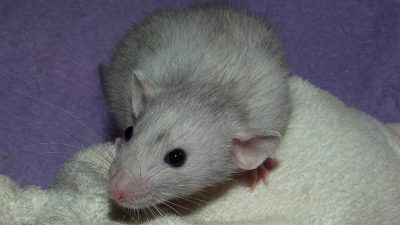 Россиянин заказал в интернете кофемашину и нашёл мышь внутри