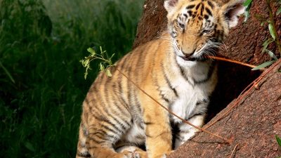 В Москве незаконно перевозили по городу тигрёнка