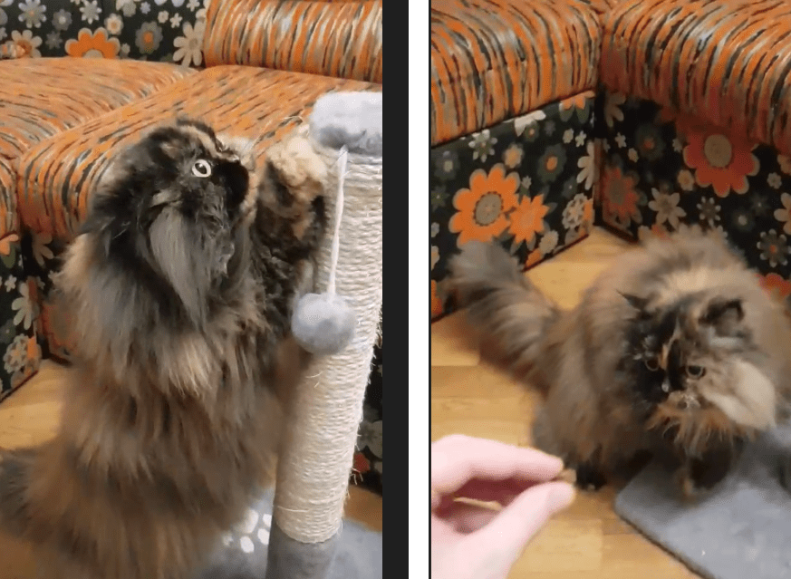 Когтеточки для кошек должны быть высокими, устойчивыми и многочисленными