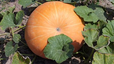 Москвич вырастил тыкву весом 800 кг на шести сотках (видео)