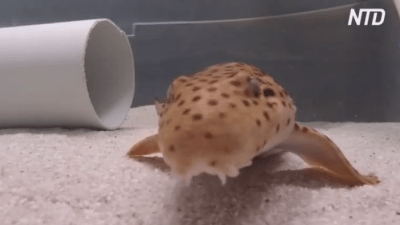 Эполетные кошачьи акулы: уникальные обитатели Большого Барьерного рифа