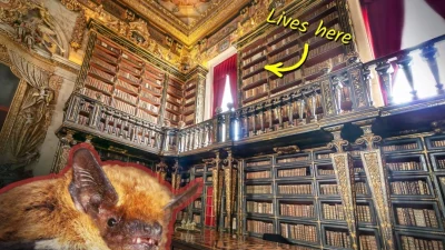 Летучие мыши 300 лет охраняют бесценные фолианты в одной из самых красивых библиотек мира