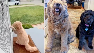 Голдендудль каждый день стучится в дверь соседей, чтобы поиграть с новой подружкой