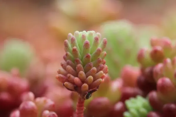 Суккуленты: создайте великолепный сад, почти не требующий ухода