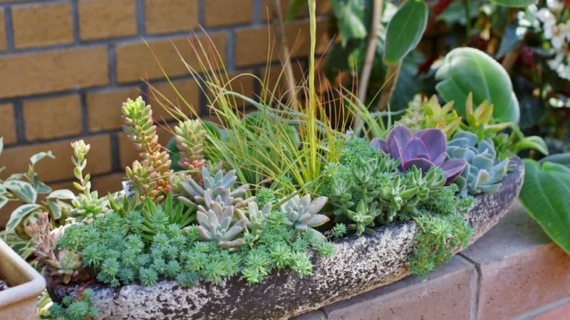 Разнообразие цветов, форм и текстур суккулентов открывает безграничные возможности дизайна. (gorosan/Shutterstock) | Epoch Times Россия