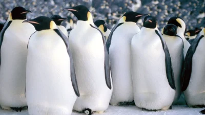 Потрясающий фильм «Марш пингвинов» набрал в мировом прокате более $100 млн