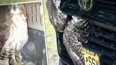 Водитель сбил в полёте хищную птицу и спас её