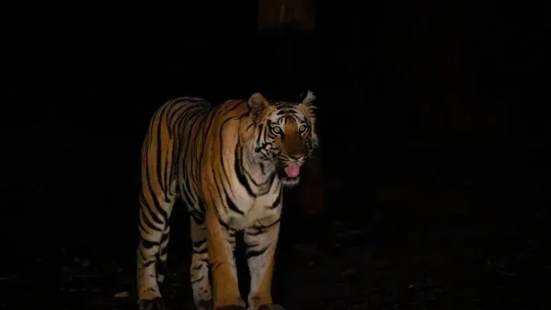 (Courtesy of Shivang Mehta)
Девятилетняя девочка за фотографию павлинов туманным зимним утром получила премию «Фотограф года дикой природы»