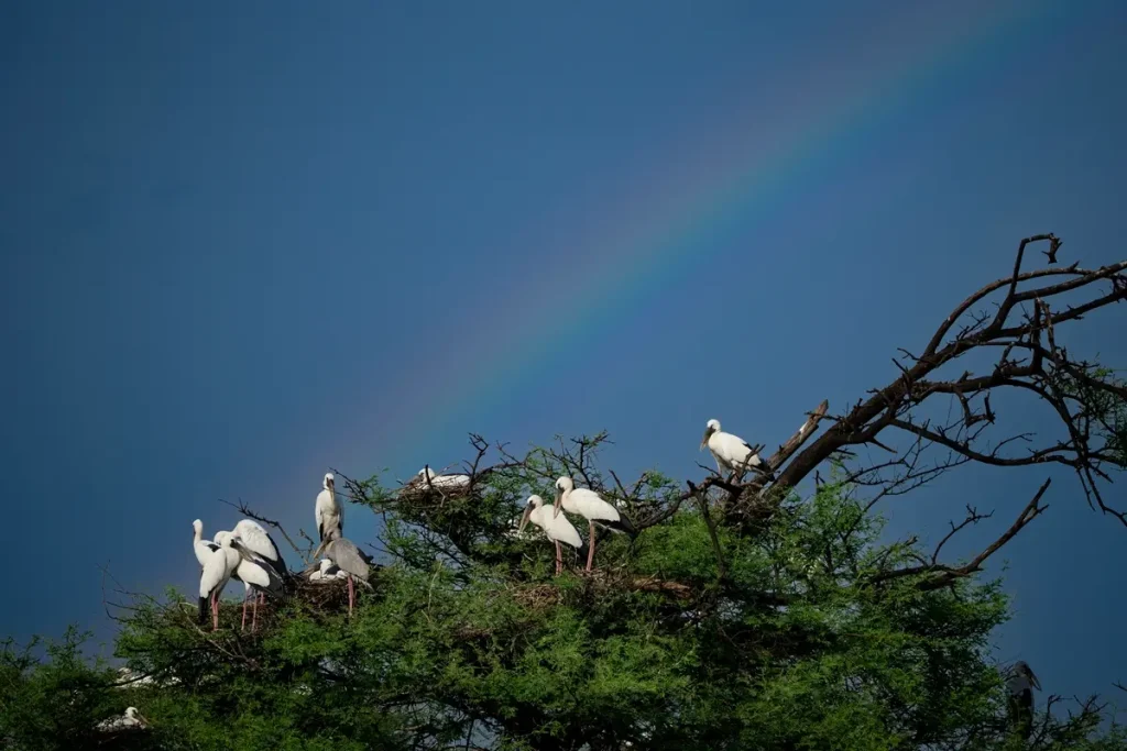 (Courtesy of Shivang Mehta)
Девятилетняя девочка за фотографию павлинов туманным зимним утром получила премию «Фотограф года дикой природы»
