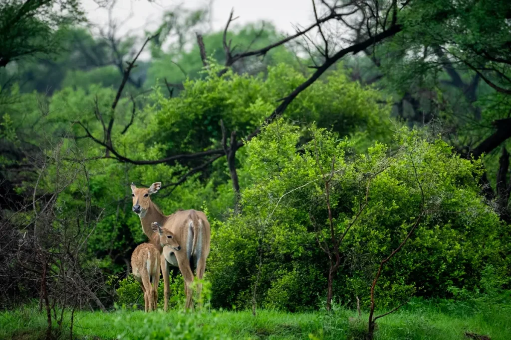 Одна из предыдущих фотографий Шрейови, посвящённых дикой природе. (Courtesy of Shreyovi Mehta) Девятилетняя девочка за фотографию павлинов туманным зимним утром получила премию «Фотограф года дикой природы»