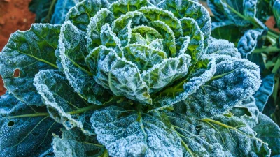 Как защитить овощи в саду от первых осенних заморозков
