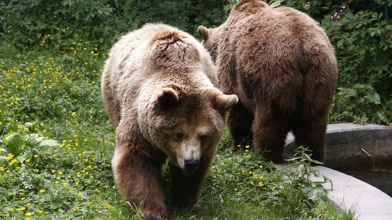 
 Фото: (pxhere.com/СС0) | Epoch Times Россия