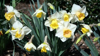 Луковицы нарциссов помогут изгнать грызунов с дачного участка
