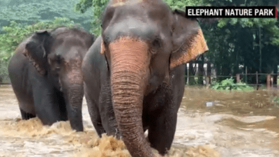 В Таиланде эвакуируют более 100 слонов из затопленного заповедника (видео)