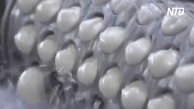 Моцарелла ди буфала: итальянская традиция в Кампании