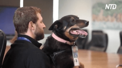 Почему страховая компания поощряет сотрудников приводить их собак в офис?