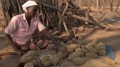 Баобабы — источник выживания для жителей сельских районов Зимбабве