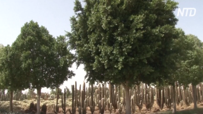 Кактусовый оазис: сад кактусов в Марокко разросся до 70 000 кв. м за 60 лет