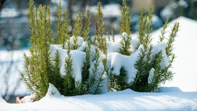 Всесезонные приправы в вашем саду трав