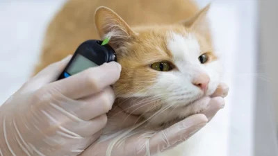 Контролируйте уровень сахара в крови питомца с диабетом в домашних условиях