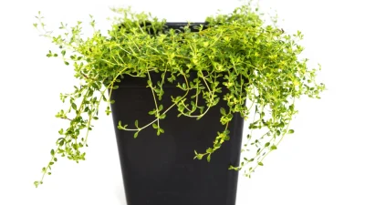 Собирайте, храните и консервируйте садовые травы