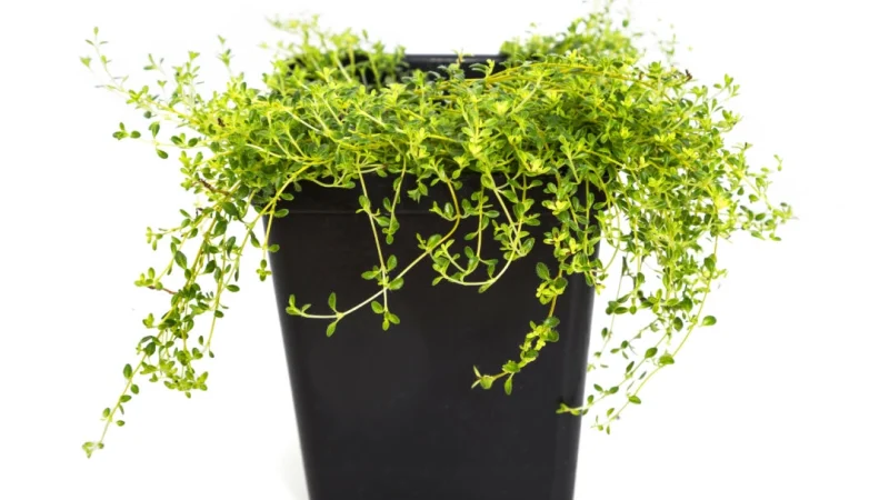 У укоренившихся однолетних трав можно удалять до 50% листьев. (Onepony/Dreamstime/TNS) | Epoch Times Россия