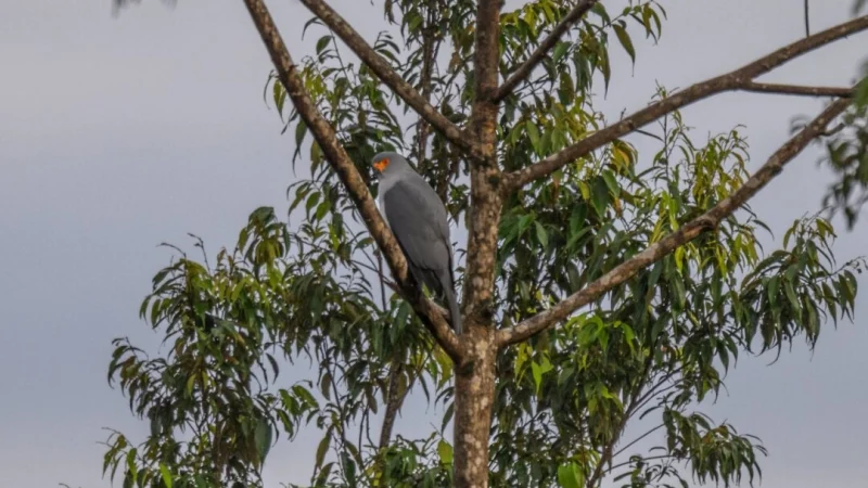 Исчезнувшая более полувека назад редкая птица наконец-то попалась на камеру Первая в истории задокументированная фотография ястреба-тетеревятника в Новой Британии. (iNaturalist/Tom Vierus)
| Epoch Times Россия