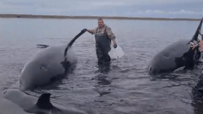 На Камчатке несколько часов волонтёры спасали группу косаток