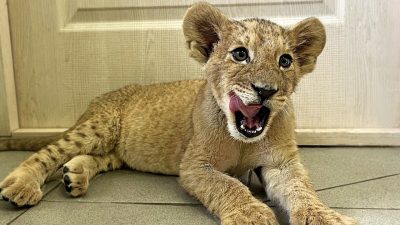 Полицейские нашли львёнка в пригороде Ростова-на-Дону