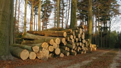 Экспорт пиломатериалов РФ в 2024 сократился на треть из-за санкций