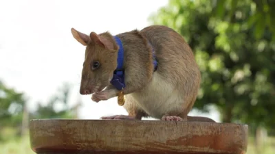 Гигантская крыса получила награду «Животное-герой» за обнаружение мин в Камбодже