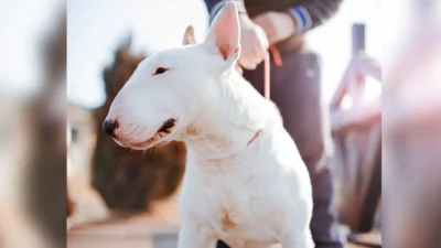 Защищая хозяина, бультерьер пострадал, но так и не понял, за что его наградили
