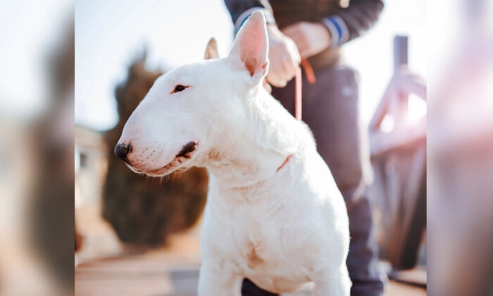 (Illustration - Bobex-73/Shutterstock) | Epoch Times Россия