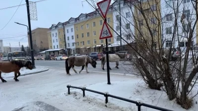 Разгуливающих по центру Якутска лошадей отправили на штрафстоянку
