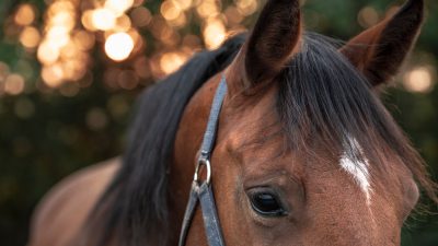 Как конь Дилу со «зловещей репутацией» спас полководца Лю Бэя от верной гибели